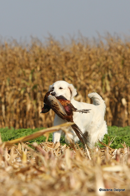 Field Erstein 09 (130).JPG